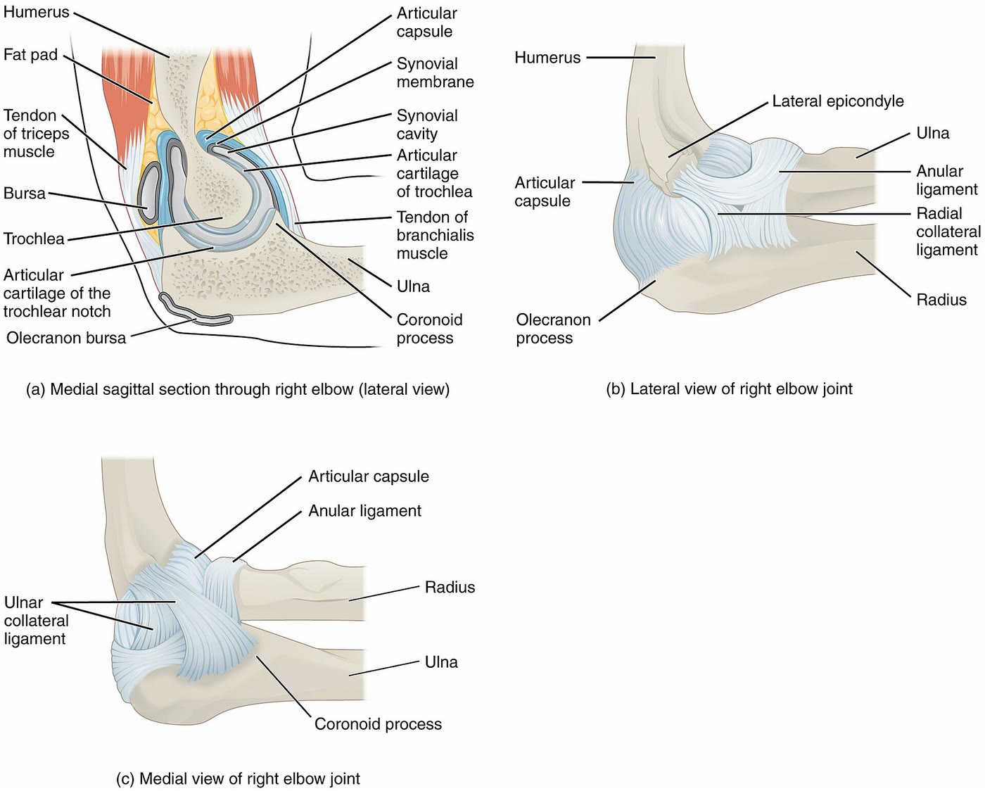 Ilustração anatômica: Ligamento colateral ulnar (Collateral Ligament, Ulnar)