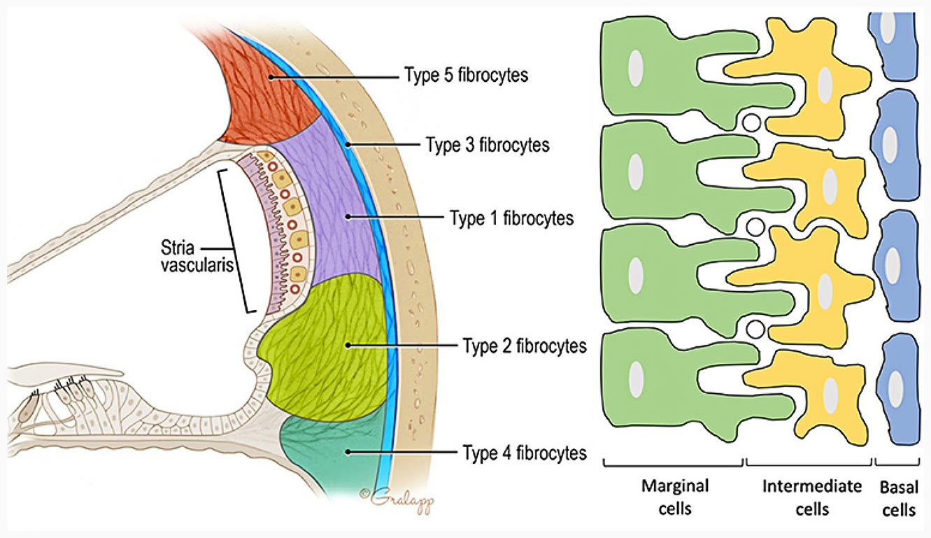 Ilustração anatômica: Ligamento espiral da cóclea (Spiral Ligament of Cochlea)