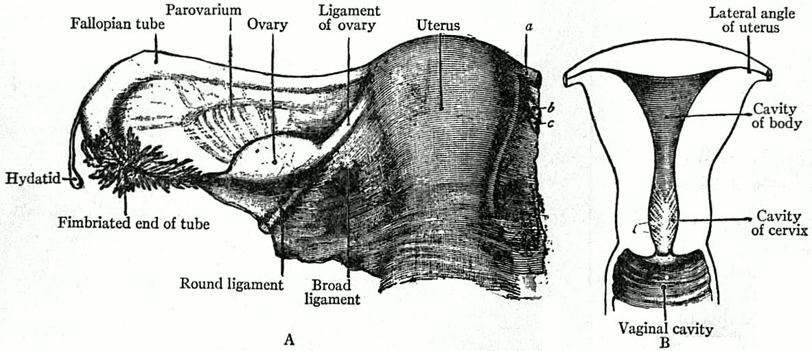 Esquema do útero com o ligamento largo, em vista posterior, e da cavidade uterina em corte