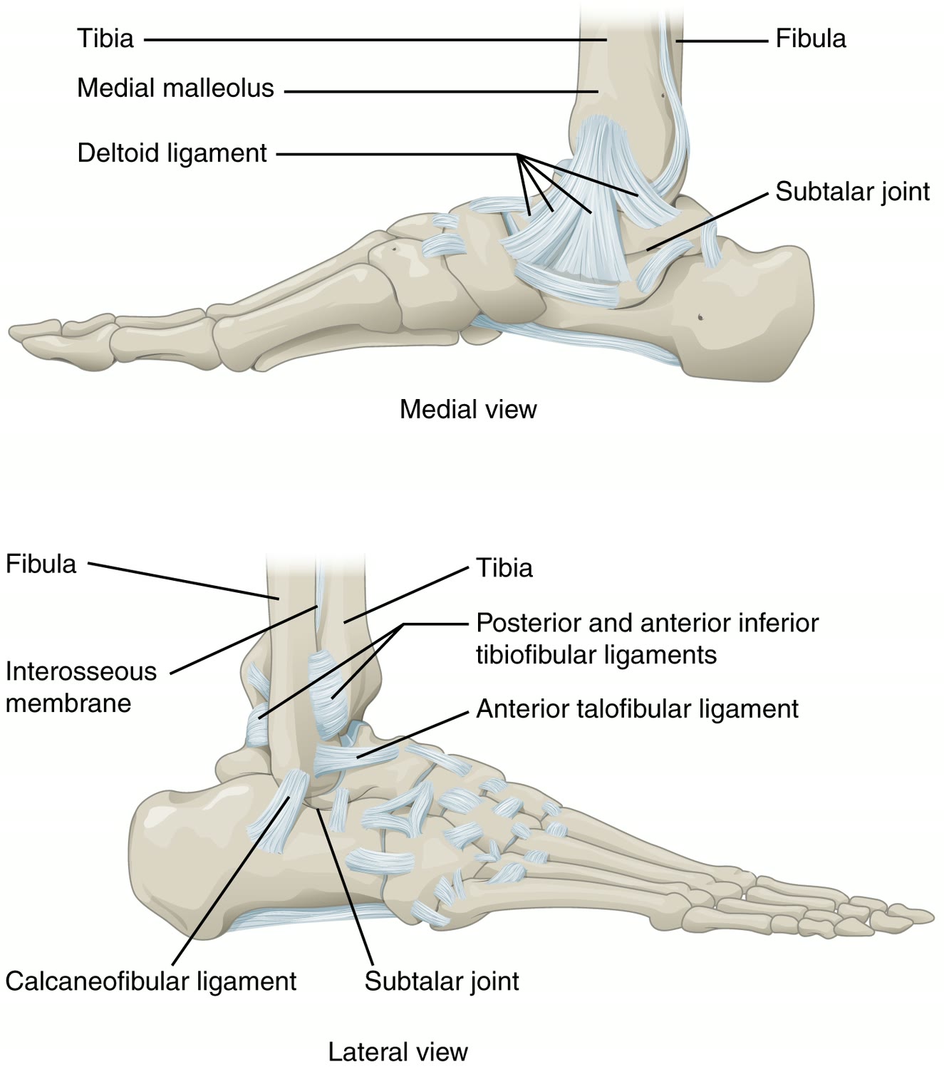 Ilustração anatômica: Ligamento lateral do tornozelo (Lateral Ligament, Ankle)