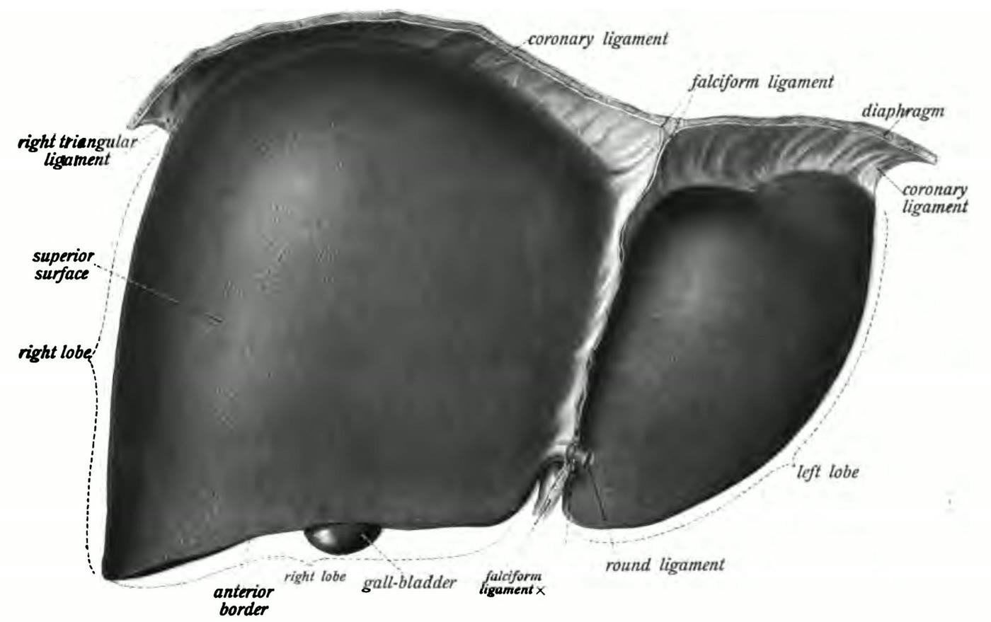 Ilustração do fígado em vista anterior com o ligamento redondo na borda inferior, junto ao ligamento falciforme, ao ligamento coronário e à vesícula biliar
