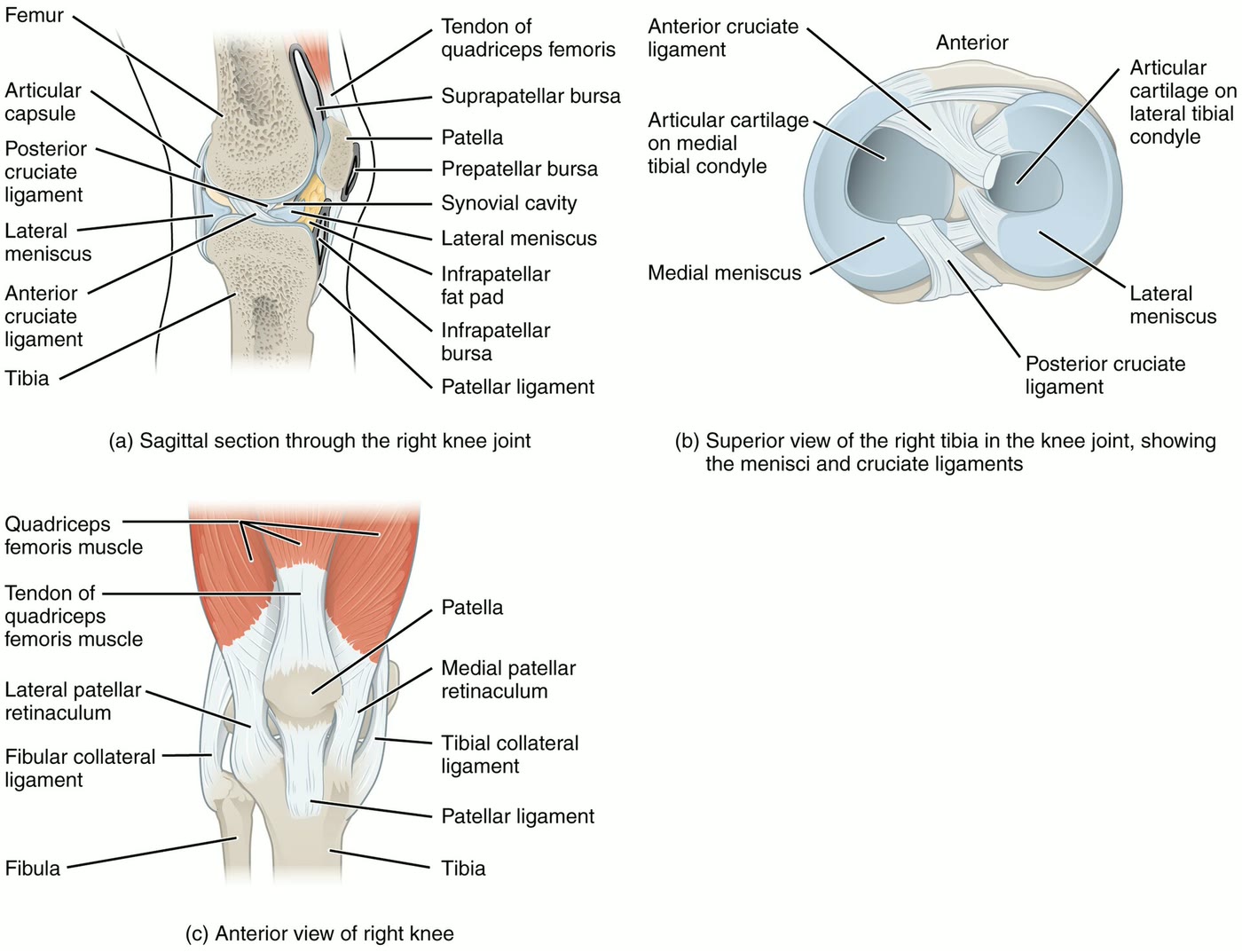 Ilustração anatômica: Ligamentos colaterais (Collateral Ligaments)
