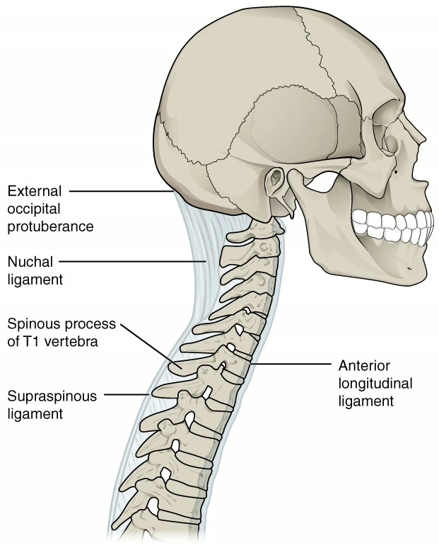 Ilustração anatômica: Ligamentos longitudinais (Longitudinal Ligaments)
