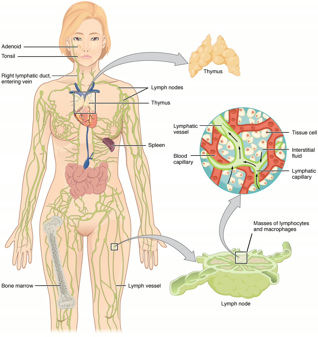Ilustração anatômica: Linfa (Lymph)