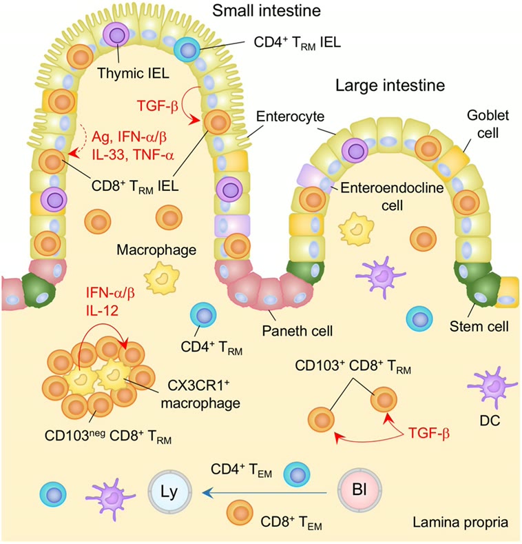 Ilustração anatômica: Linfócito intraepitelial (Intraepithelial Lymphocytes)