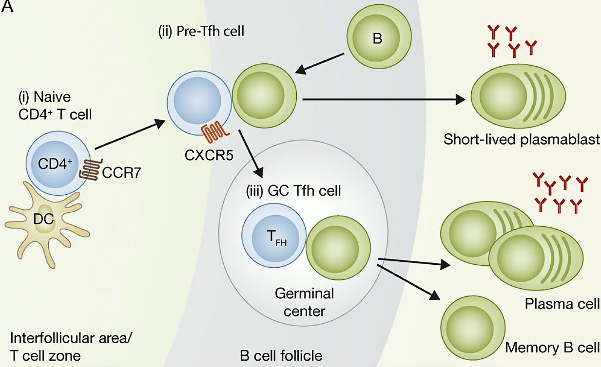 Ilustração anatômica: Linfócito T auxiliar folicular (T Follicular Helper Cells)