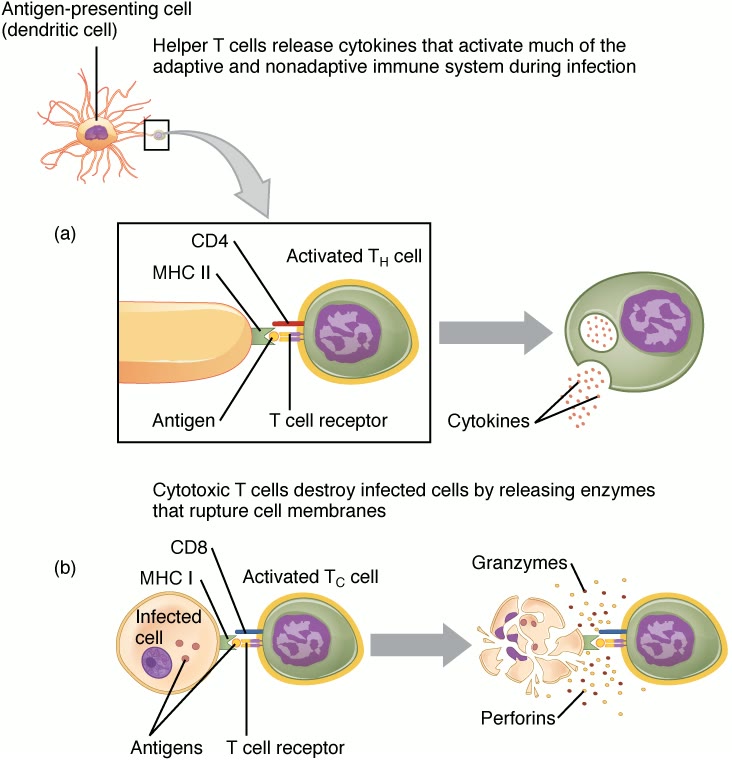 Ilustração anatômica: Linfócito T auxiliar (T-Lymphocytes, Helper-Inducer)