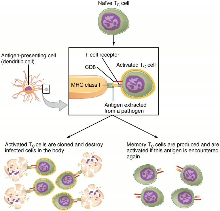 Ilustração anatômica: Linfócito T citotóxico (T-Lymphocytes, Cytotoxic)
