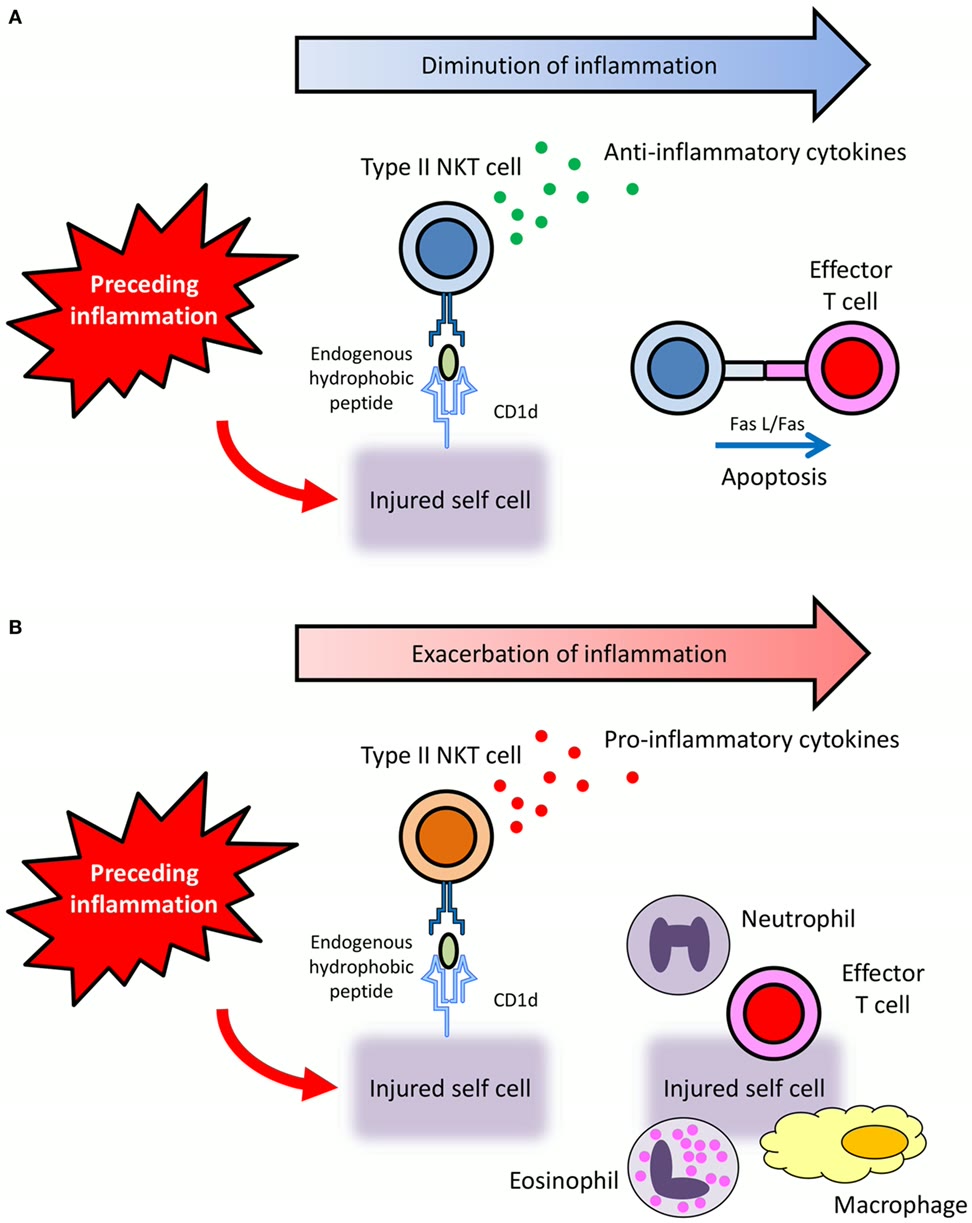 Ilustração anatômica: Linfócito T natural killer (Natural Killer T-Cells)