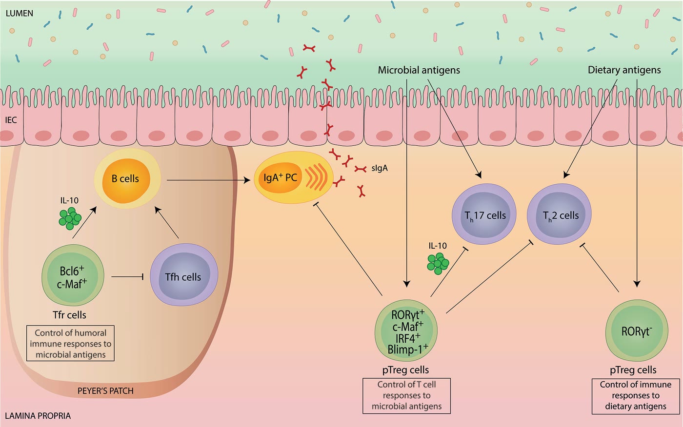 Ilustração anatômica: Linfócito T regulador (T-Lymphocytes, Regulatory)