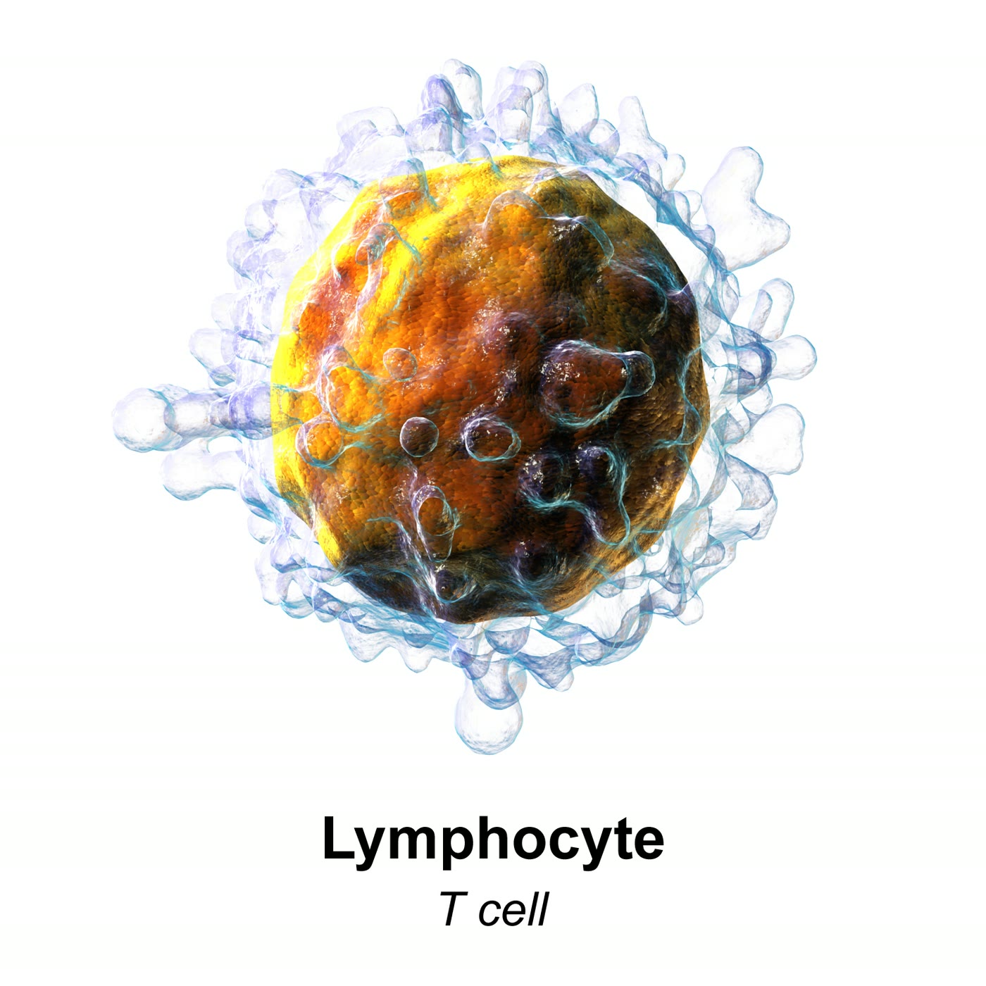 Ilustração anatômica: Linfócito T (T-Lymphocytes)