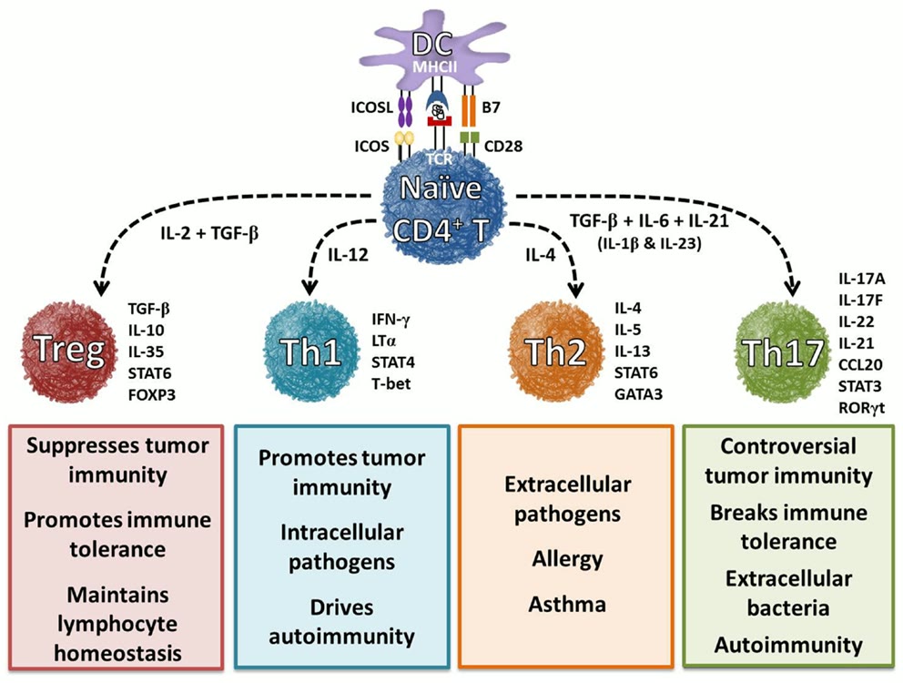 Ilustração anatômica: Linfócito Th1 (Th1 Cells)