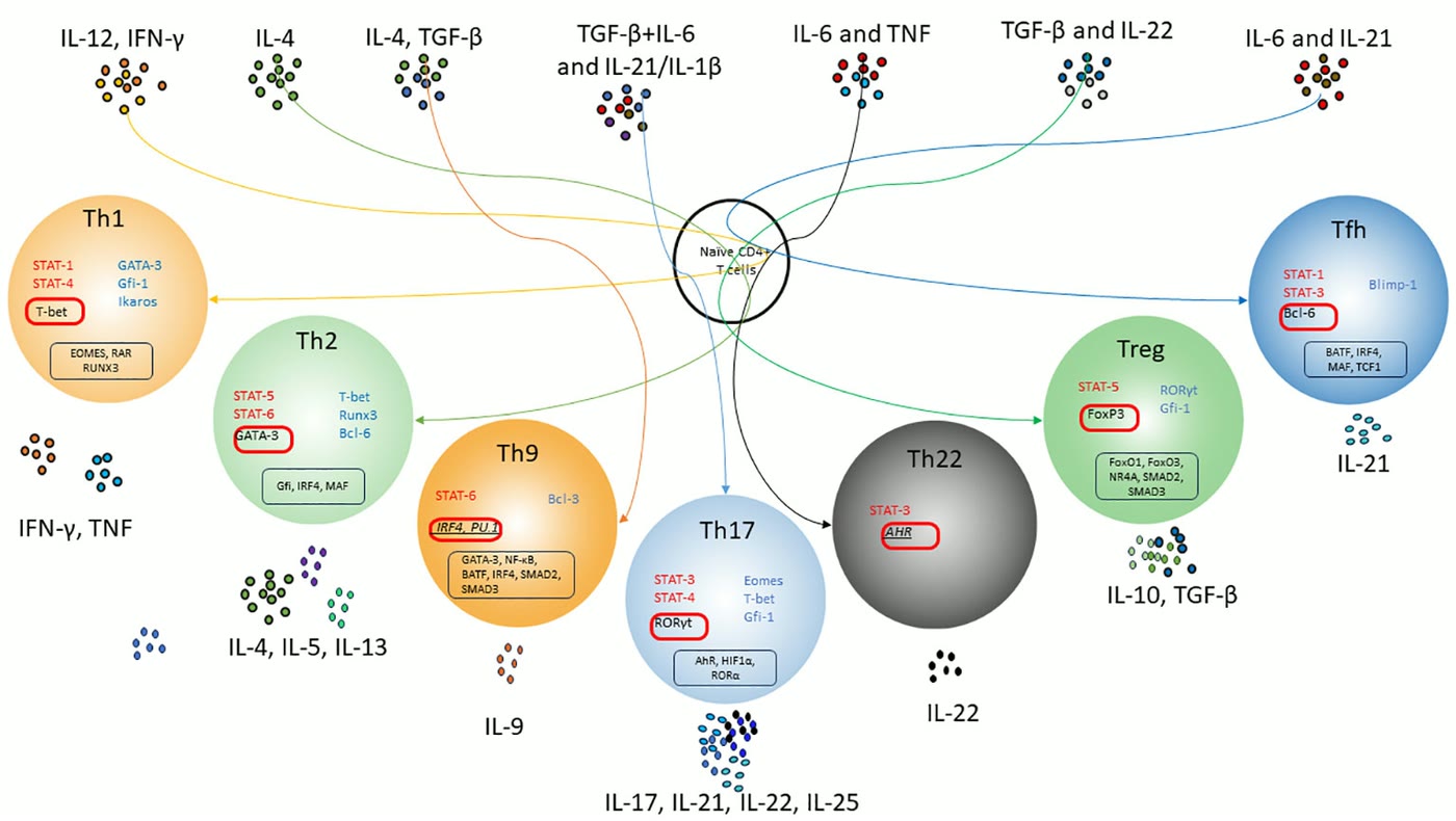 Ilustração anatômica: Linfócito Th2 (Th2 Cells)