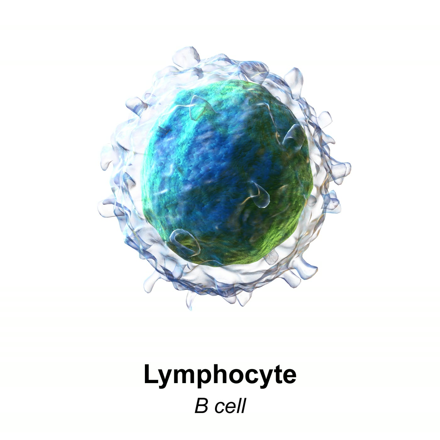 Ilustração anatômica: Linfócito (Lymphocytes)