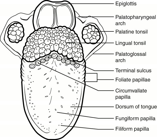 Ilustração anatômica: Língua (Tongue)