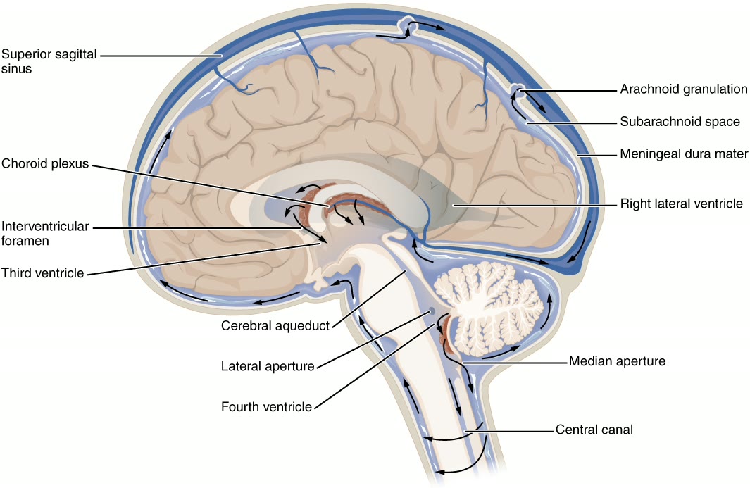 Ilustração anatômica: Líquido cerebrospinal (Cerebrospinal Fluid)