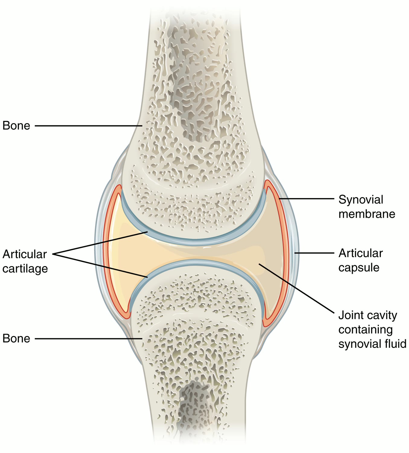 Ilustração anatômica: Líquido sinovial (Synovial Fluid)