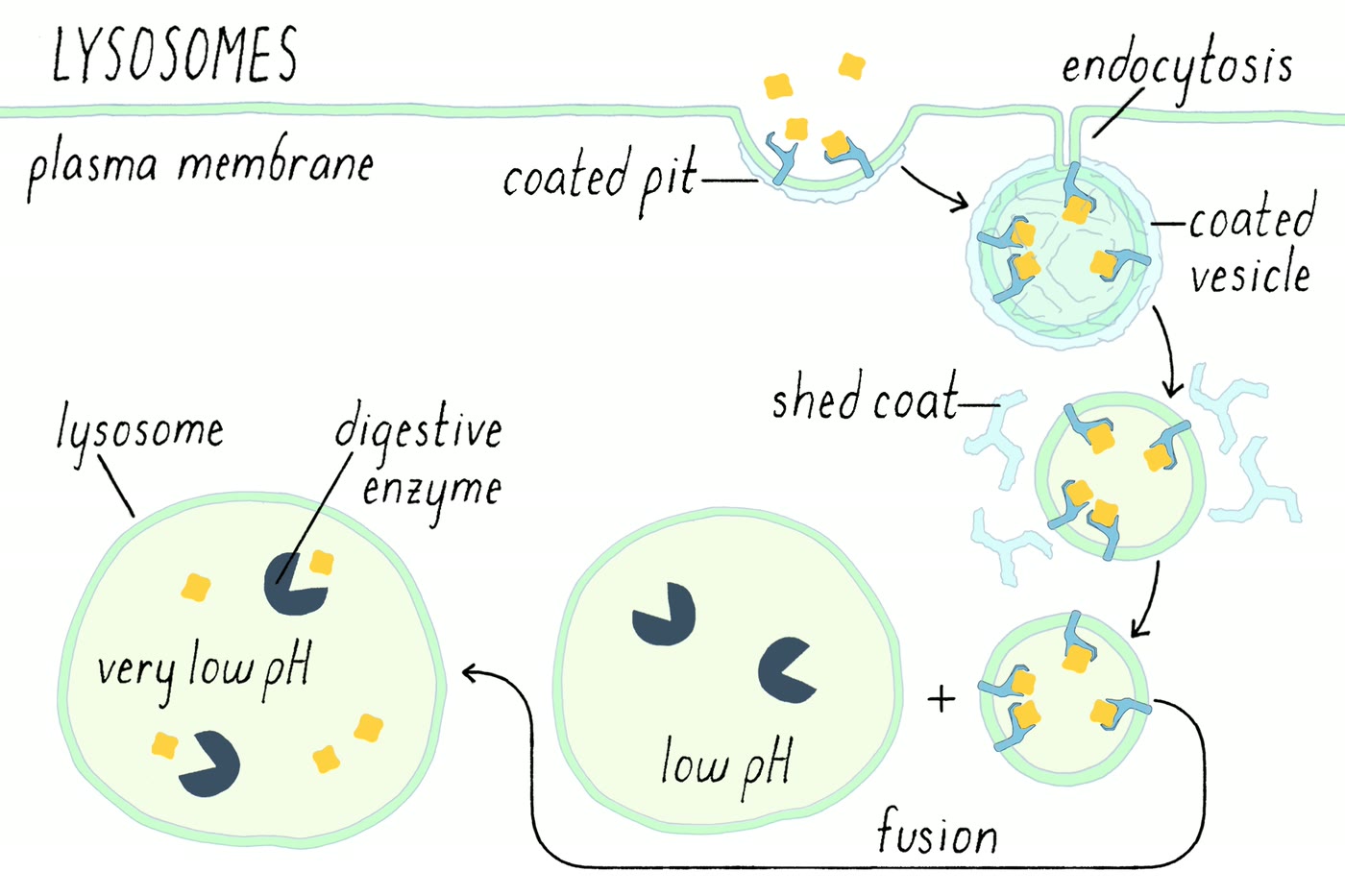 Ilustração anatômica: Lisossomo (Lysosomes)