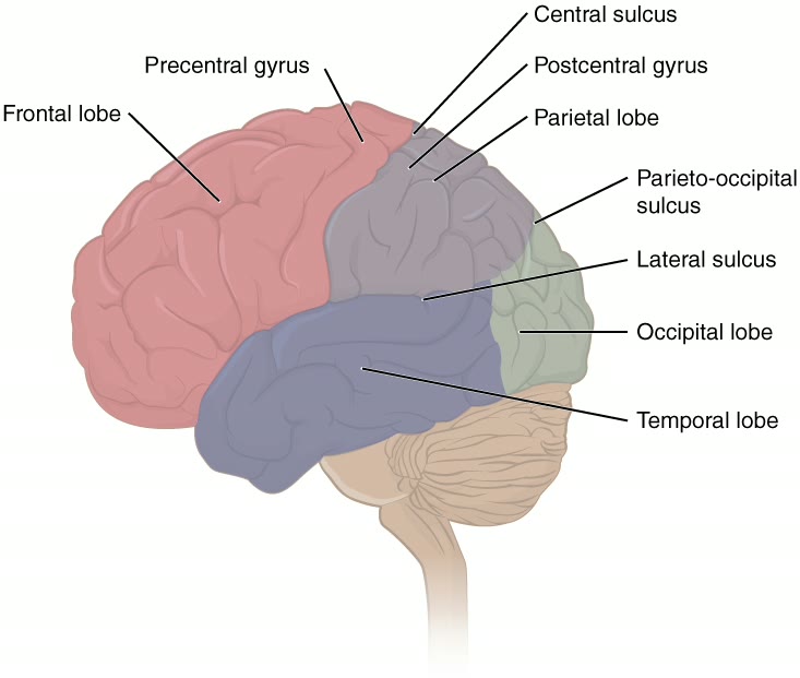 Ilustração anatômica: Lobo frontal (Frontal Lobe)