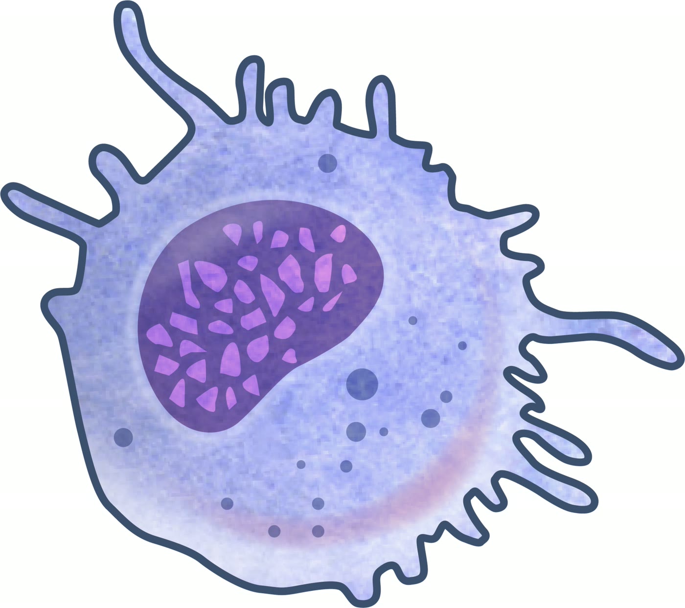 Ilustração anatômica: Macrófago (Macrophages)