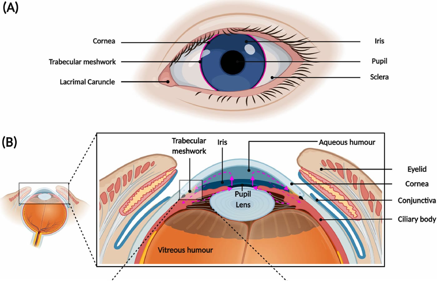 Esquema do segmento anterior do olho com a malha trabecular no ângulo da câmara anterior e o fluxo do humor aquoso