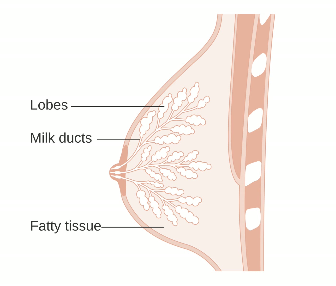 Ilustração anatômica: Mama (Breast)