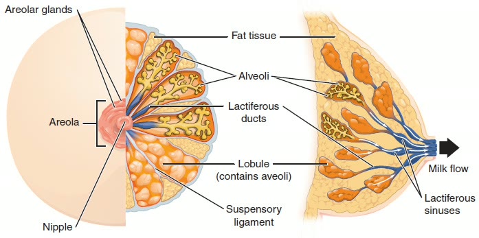 Ilustração anatômica: Mamilo (Nipples)