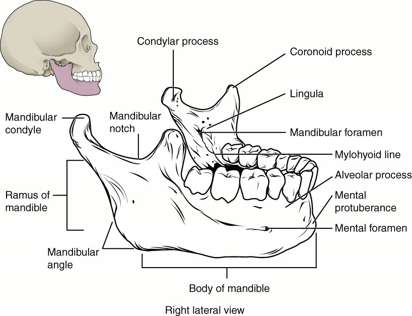 Ilustração anatômica: Mandíbula (Mandible)