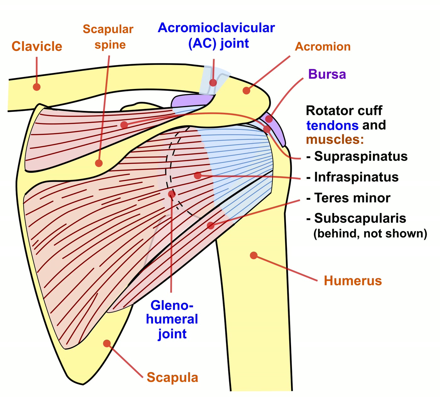 Ilustração anatômica: Manguito rotador (Rotator cuff)