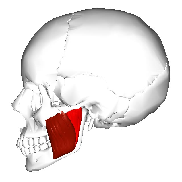 Ilustração anatômica: Masseter (Masseter muscle)