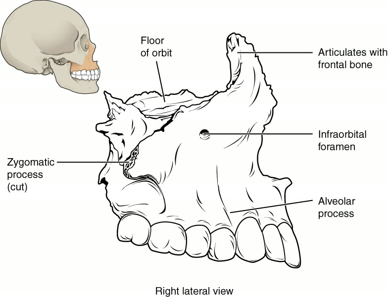Ilustração anatômica: Maxila (Maxilla)