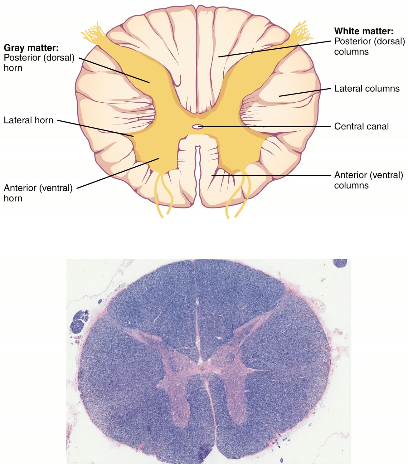 Ilustração anatômica: Medula espinal (Spinal cord)