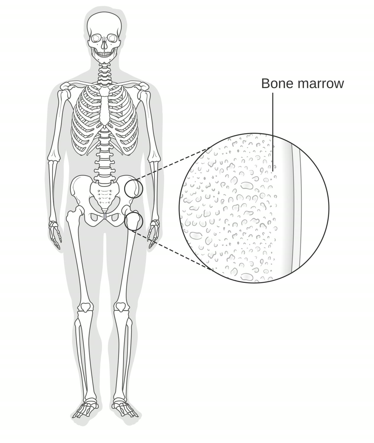Ilustração anatômica: Medula óssea (Bone marrow)