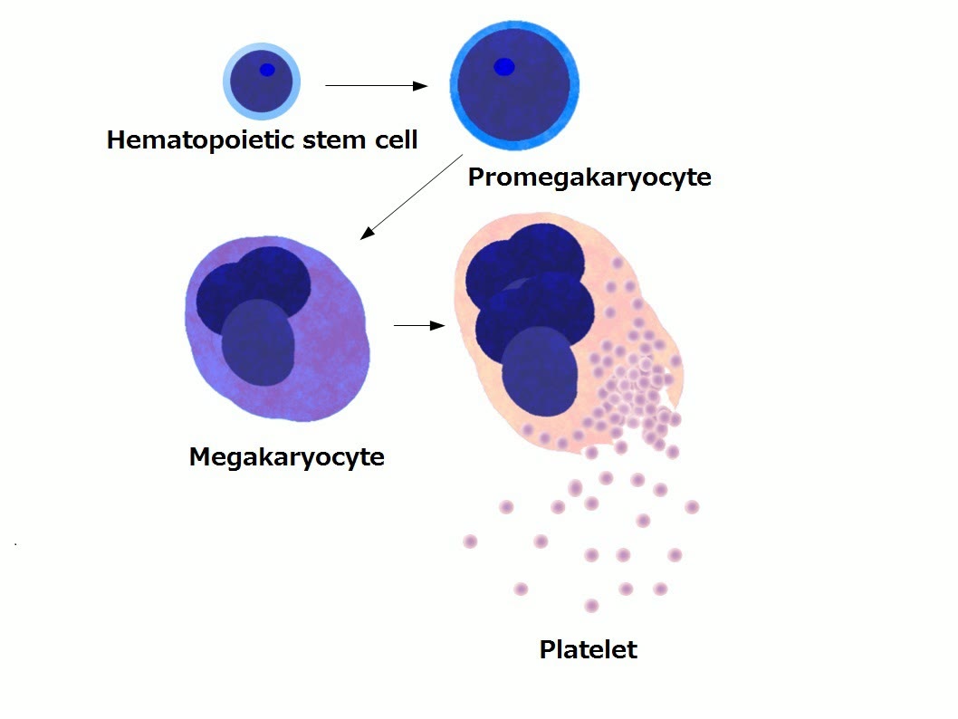 Ilustração anatômica: Megacariócito (Megakaryocytes)