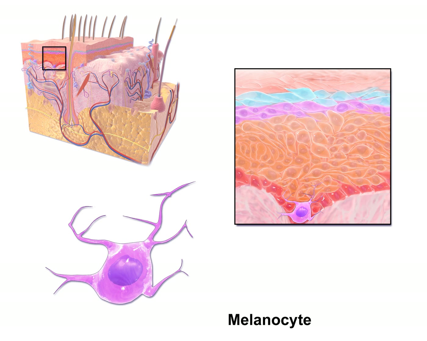 Ilustração de um melanócito, célula com prolongamentos, entre as células da camada basal da epiderme