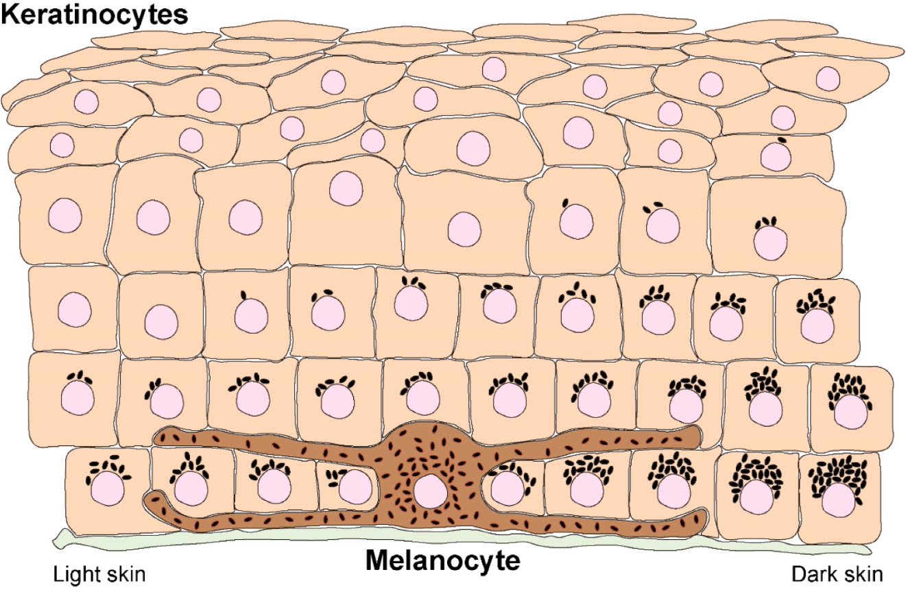 Ilustração anatômica: Melanossomo (Melanosomes)