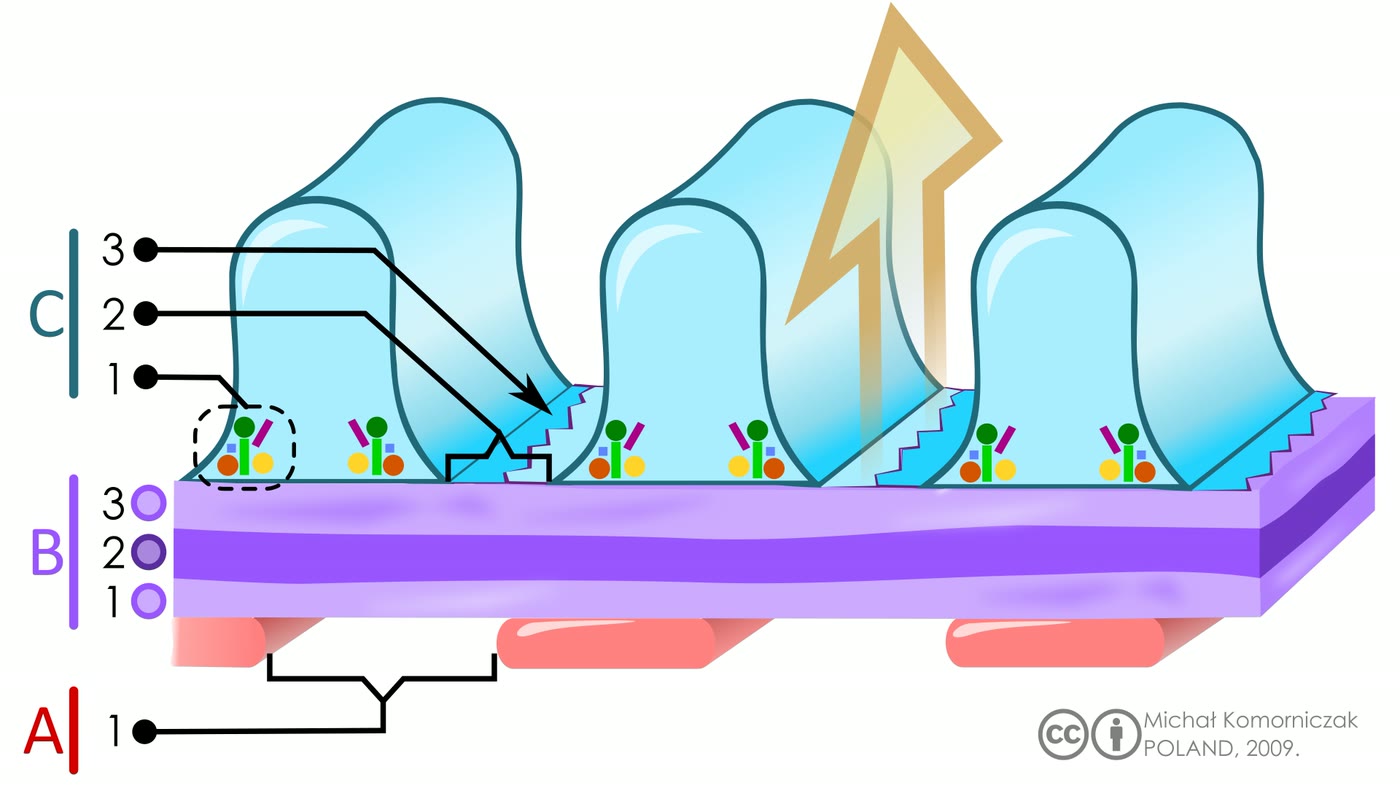 Ilustração anatômica: Membrana basal glomerular (Glomerular Basement Membrane)