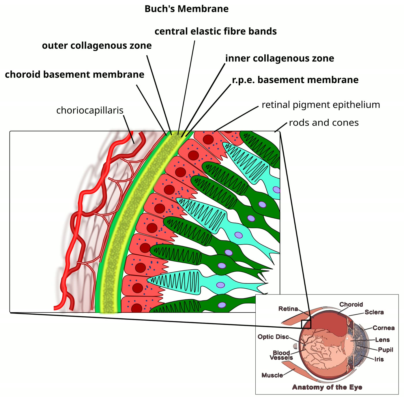 Ilustração anatômica: Membrana de Bruch (Bruch Membrane)