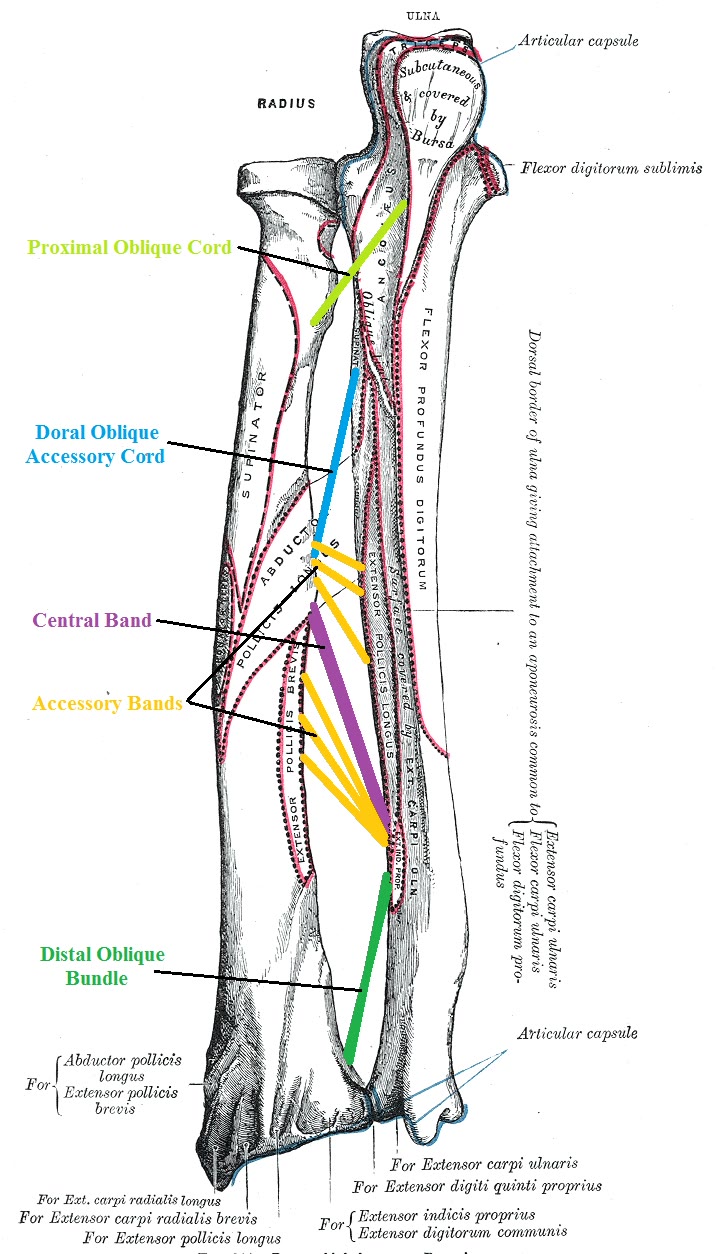Ilustração anatômica: Membrana interóssea (Interosseous Membrane)