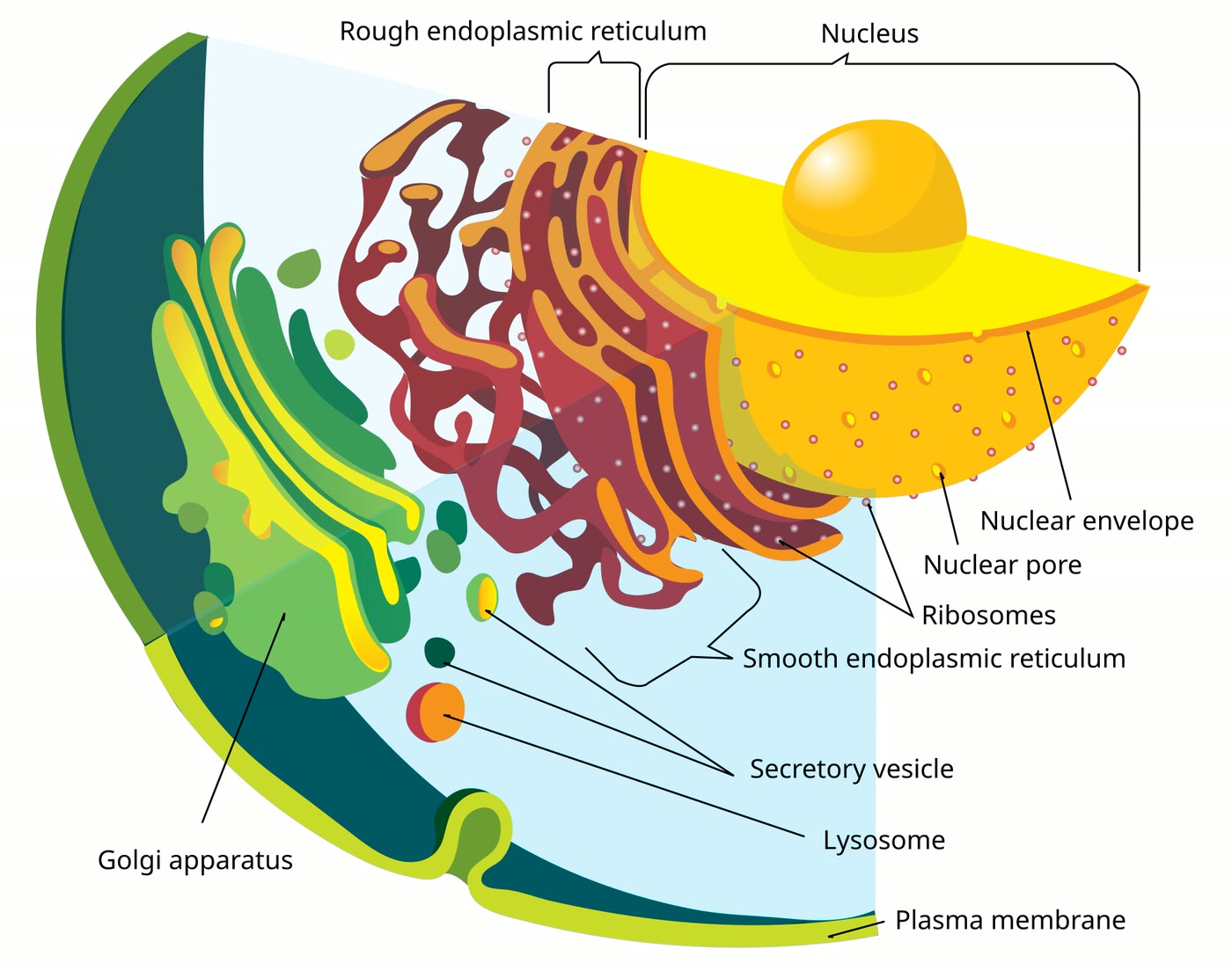 Ilustração anatômica: Membrana intracelular (Intracellular Membranes)
