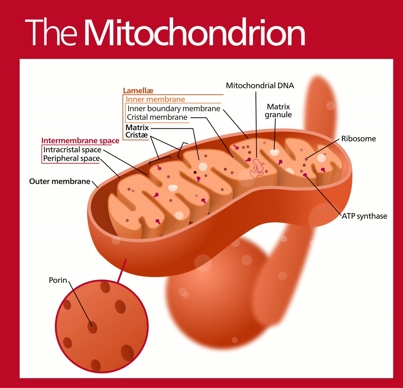 Ilustração anatômica: Membrana mitocondrial (Mitochondrial Membranes)