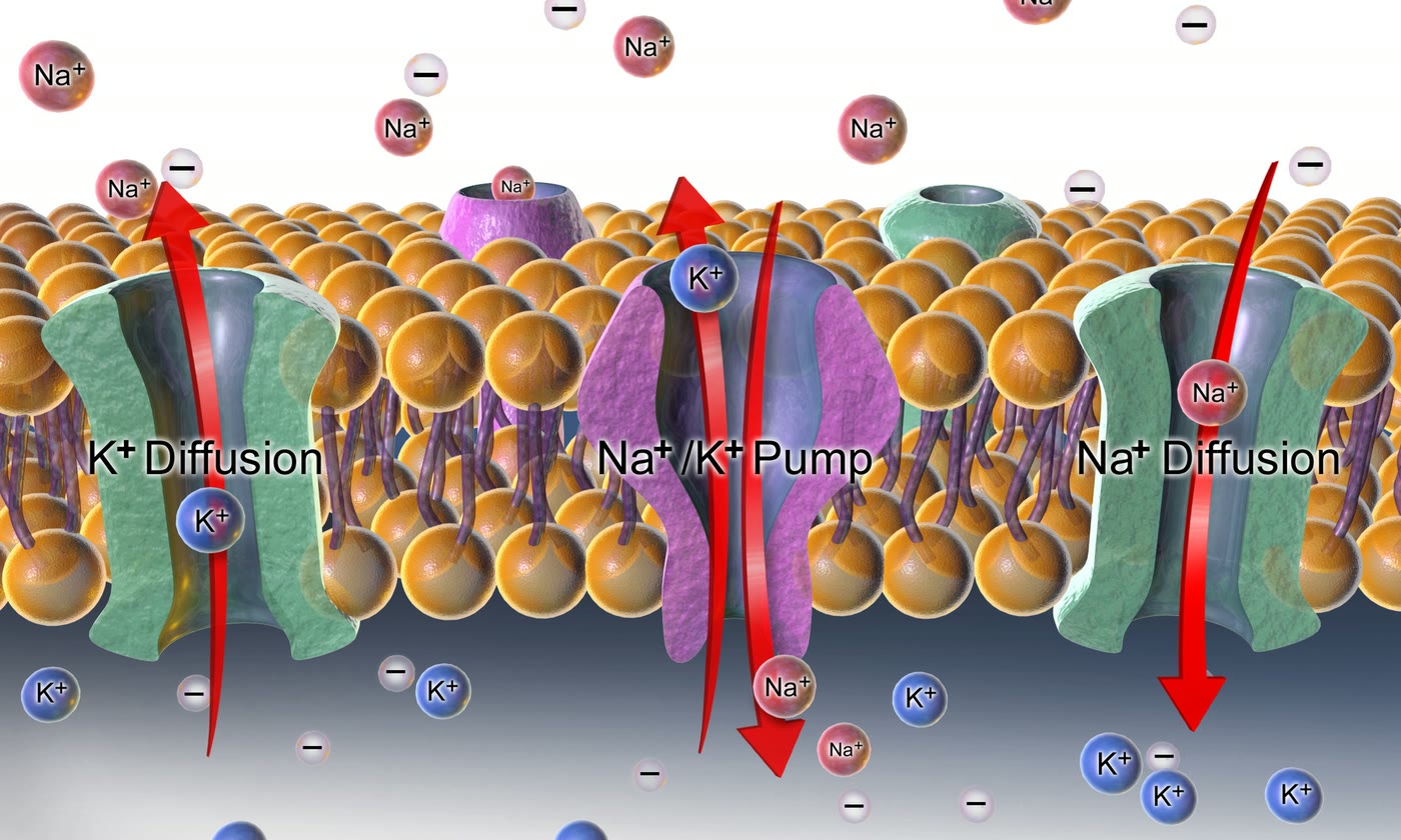 Ilustração anatômica: Membrana plasmática (Cell Membrane)