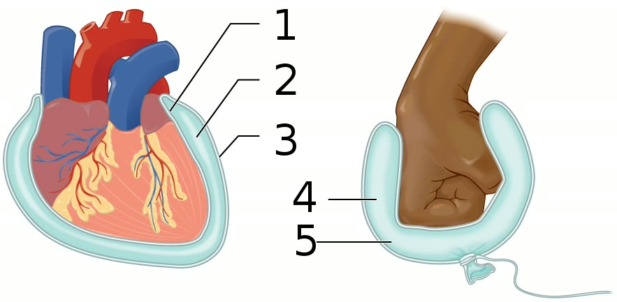Ilustração anatômica: Membrana serosa (Serous Membrane)