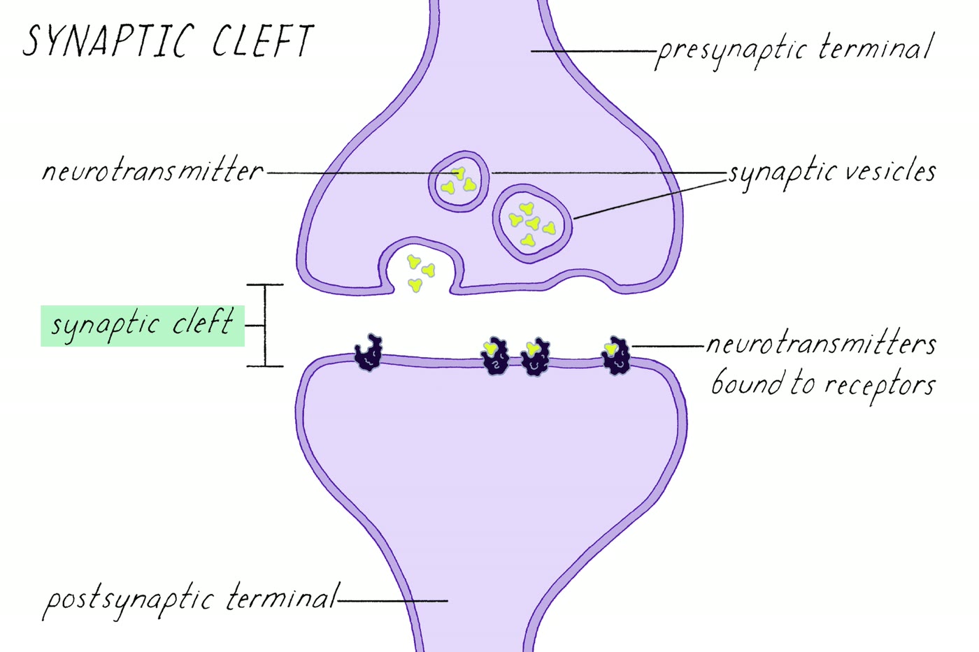 Ilustração anatômica: Membrana sináptica (Synaptic Membranes)