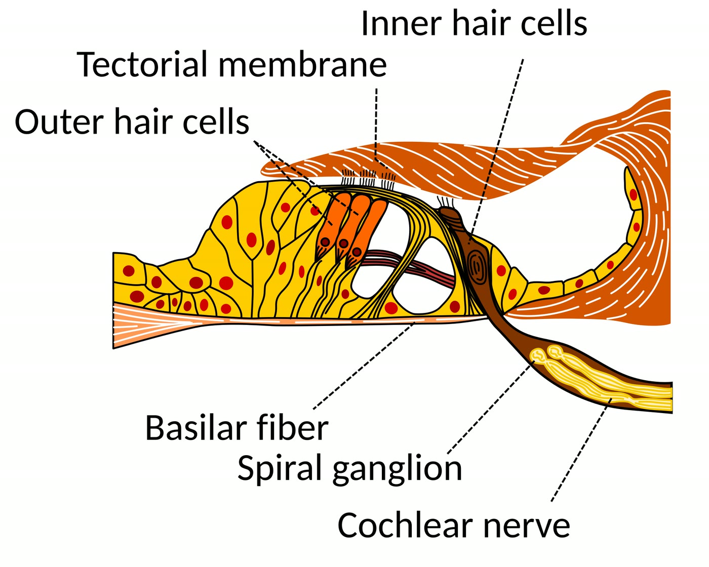 Ilustração anatômica: Membrana tectória (Tectorial Membrane)