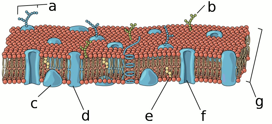 Ilustração anatômica: Membranas biológicas (Membranes)