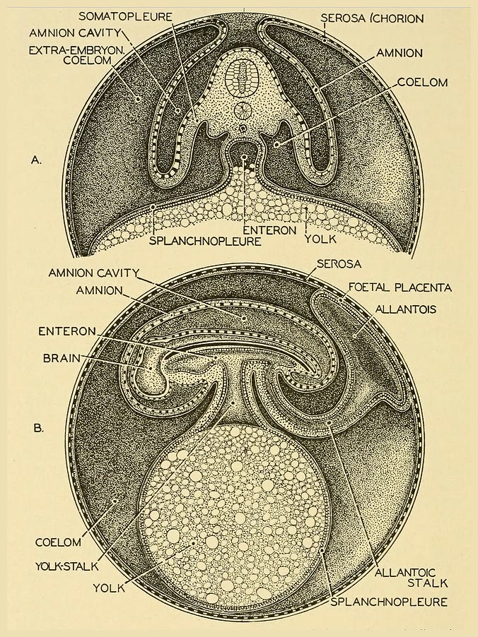 Ilustração anatômica: Membranas extraembrionárias (Extraembryonic Membranes)