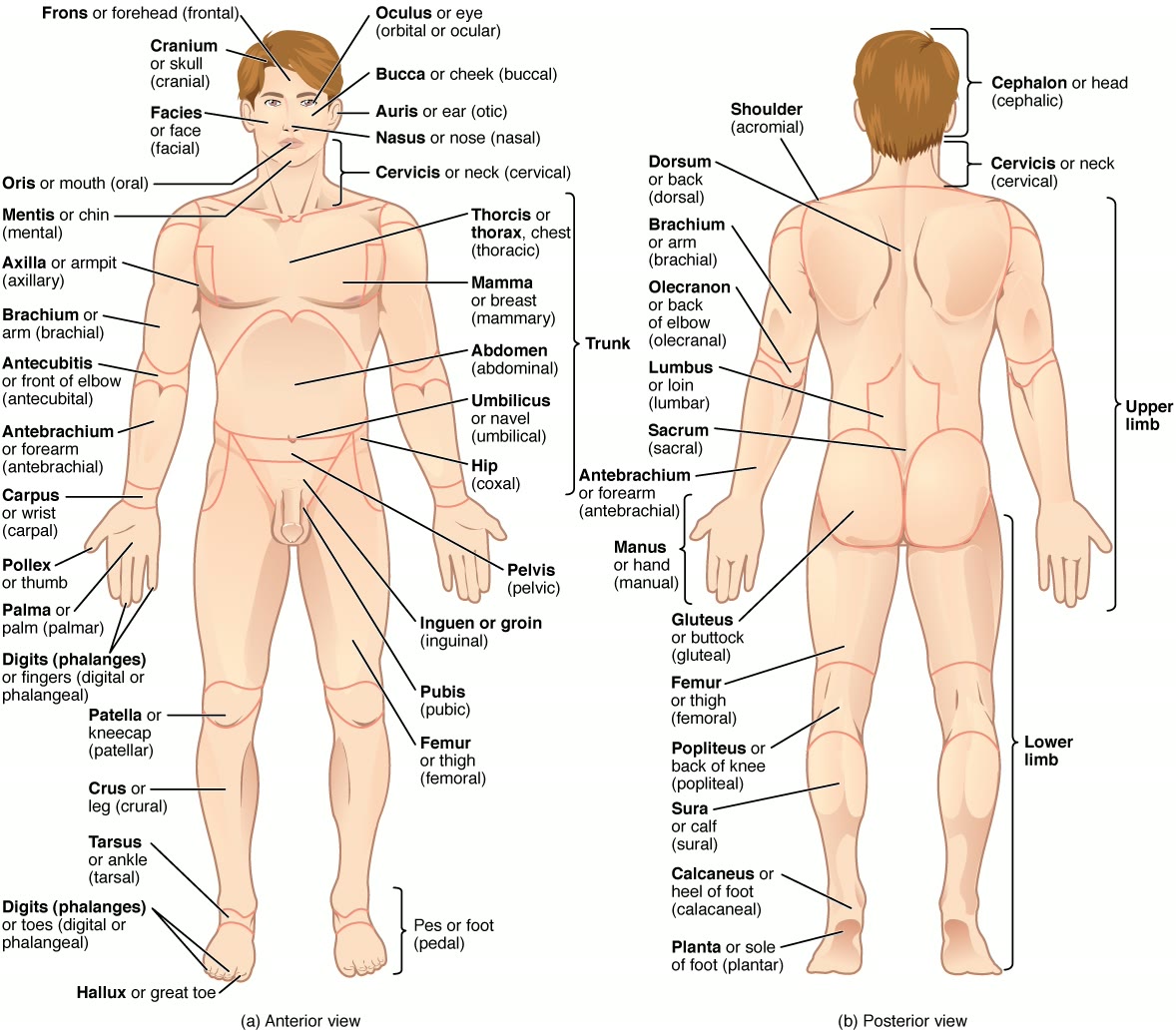 Ilustração anatômica: Membro superior (Upper Extremity)