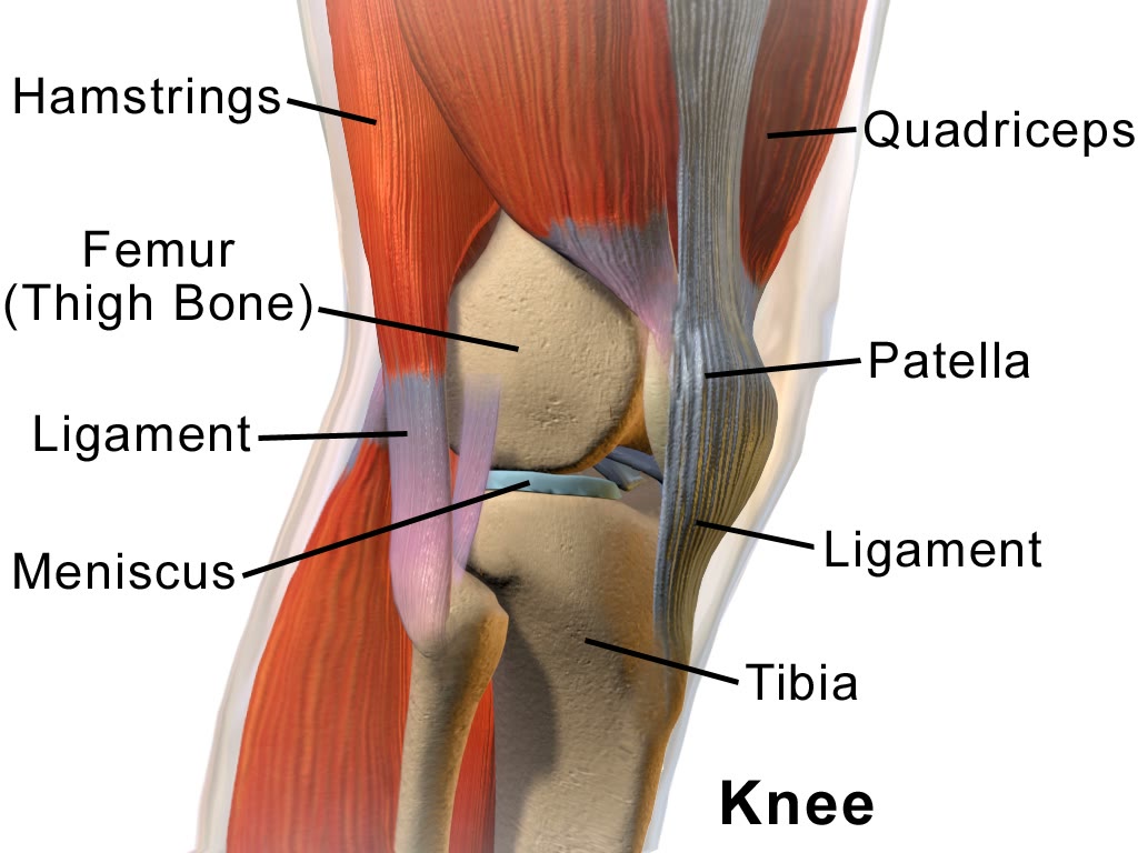 Ilustração anatômica: Menisco (Meniscus)