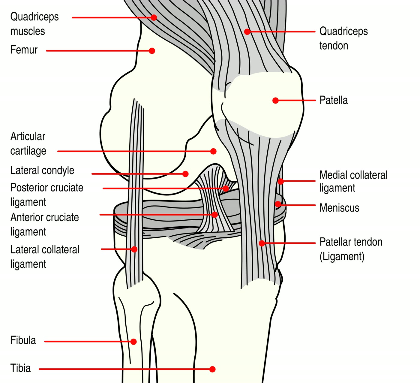 Ilustração anatômica: Meniscos tibiais (Menisci, Tibial)